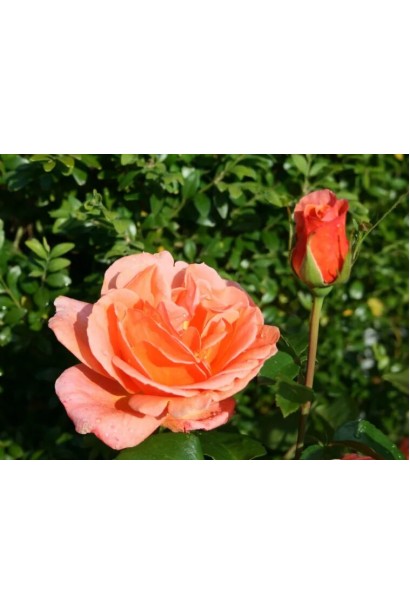 Hybrid tea rose Cherry Brandy